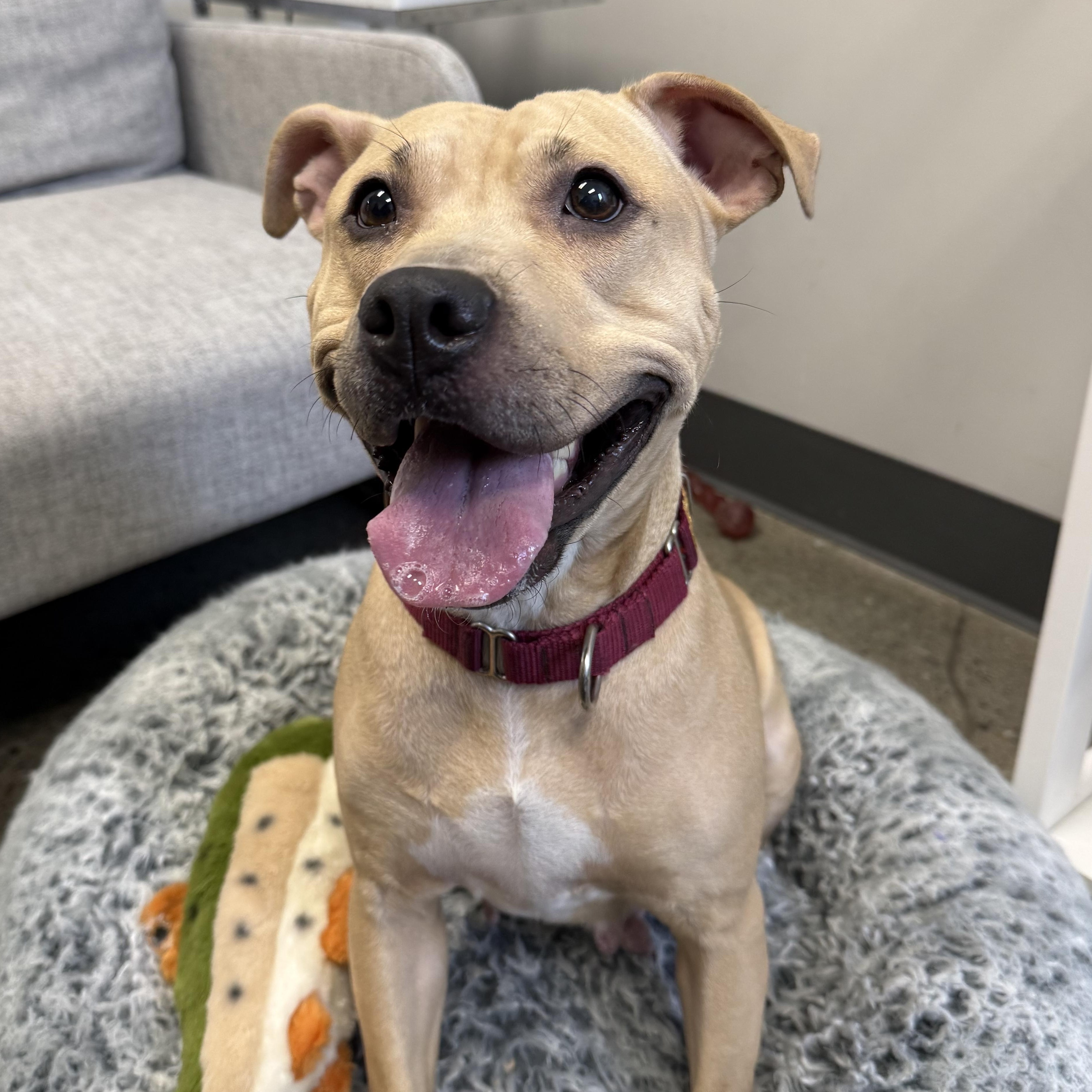 Enlarge Gucci, a ADOPTABLE mixed breed in Columbus, OH image 1/5