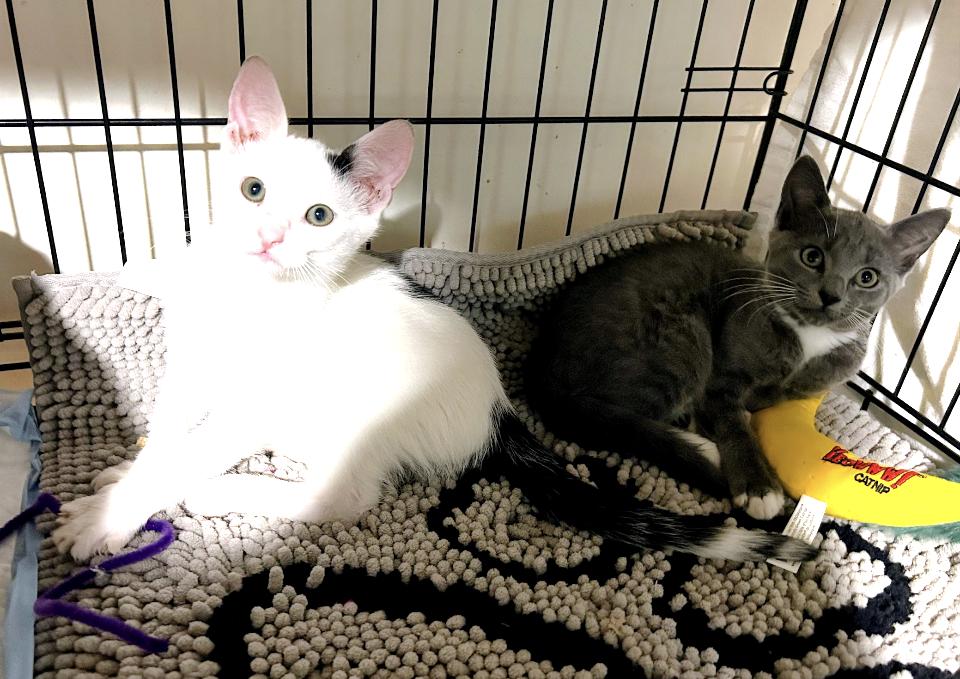 Enlarge Gracie and Inky, a ADOPTABLE Domestic Short Hair in Atlanta, GA image 5/6