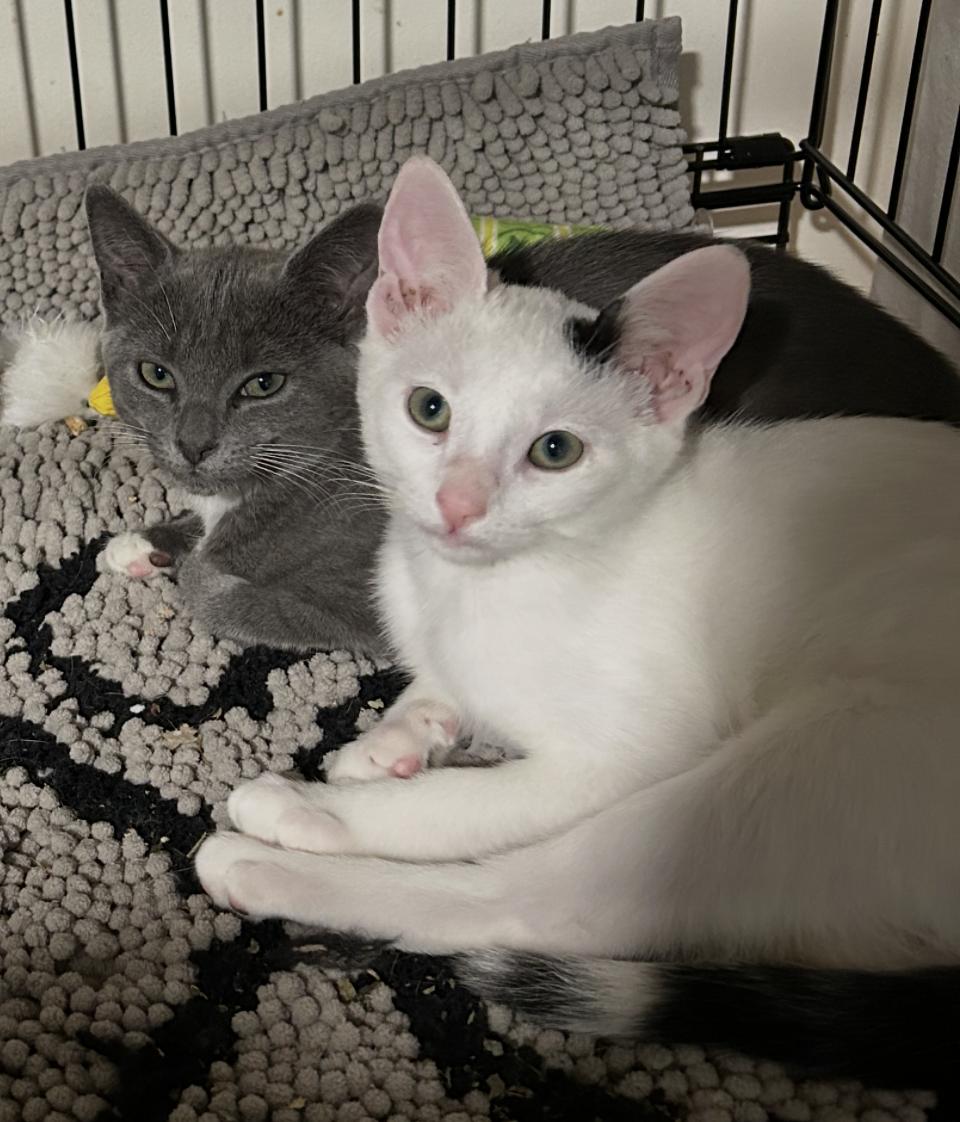 Enlarge Gracie and Inky, a ADOPTABLE Domestic Short Hair in Atlanta, GA image 1/6