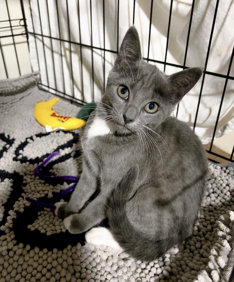 Enlarge Gracie and Inky, a ADOPTABLE Domestic Short Hair in Atlanta, GA image 3/6