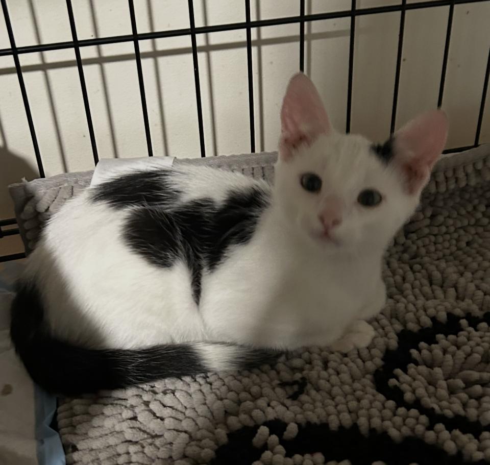 Enlarge Gracie and Inky, a ADOPTABLE Domestic Short Hair in Atlanta, GA image 4/6