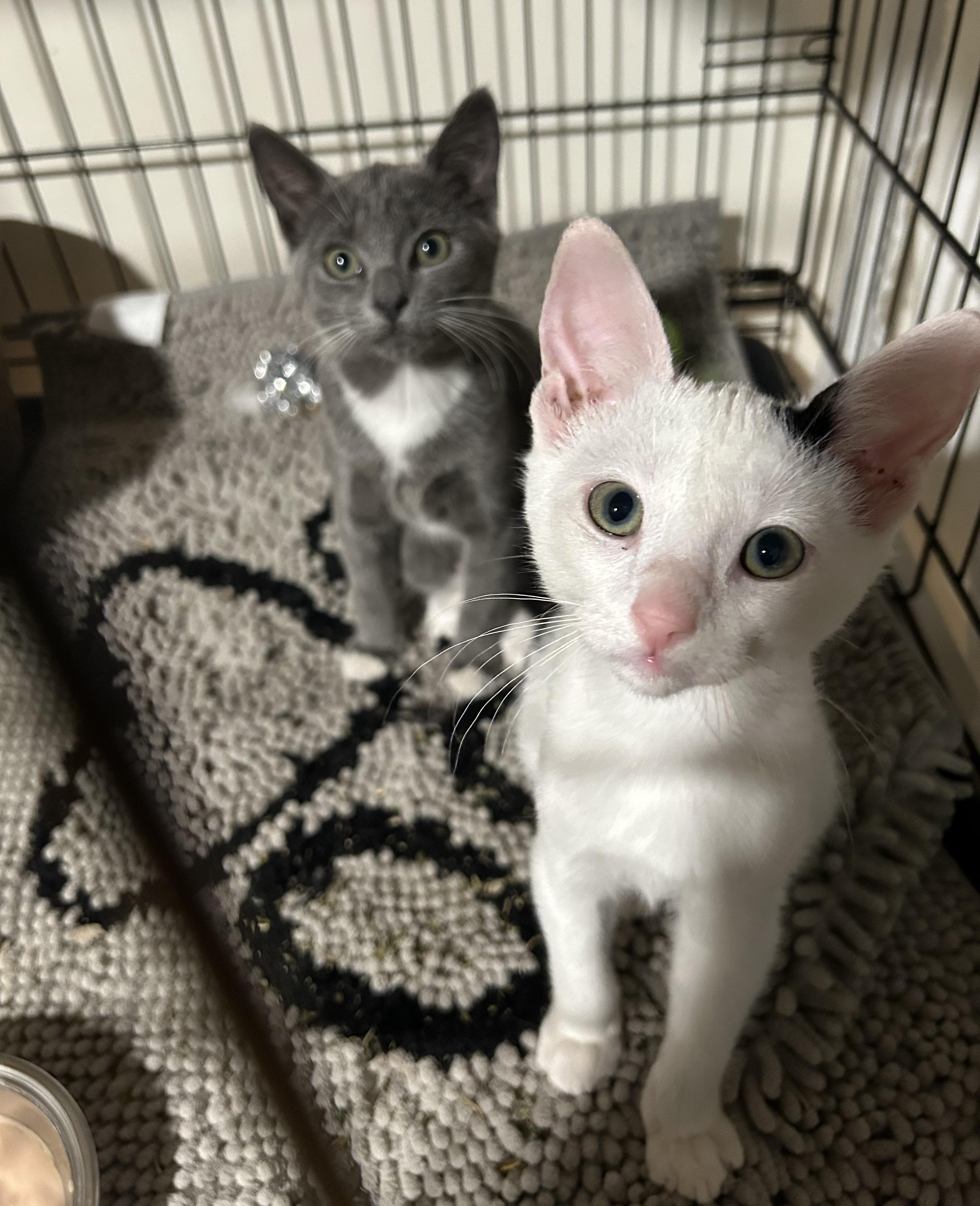 Enlarge Gracie and Inky, a ADOPTABLE Domestic Short Hair in Atlanta, GA image 2/6