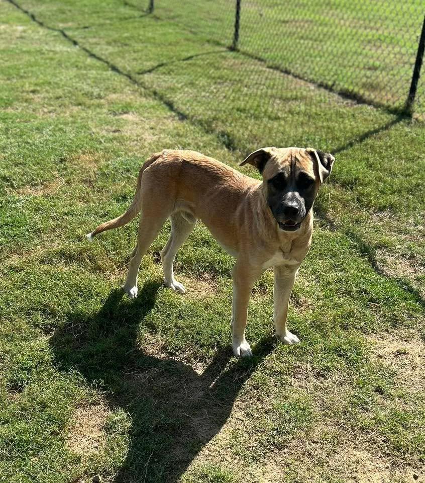 Enlarge Hank/coming soon, a Adoptable Mixed Breed in Hernando, MS image 1/1