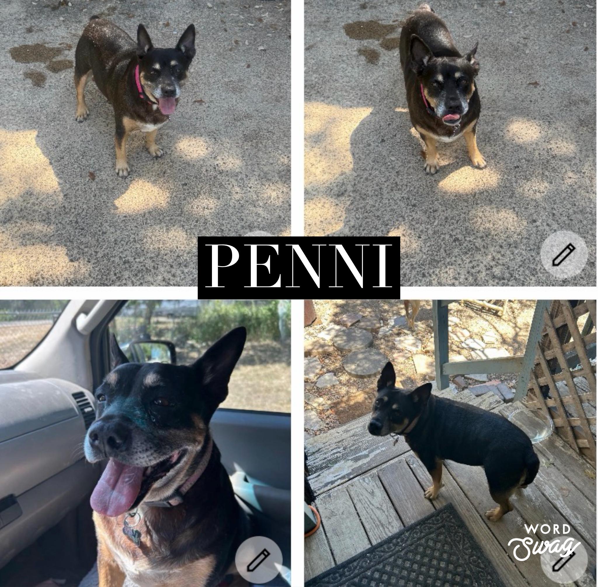 Penni, ADOPTABLE, Adult Female Bulldog & Miniature Pinscher.