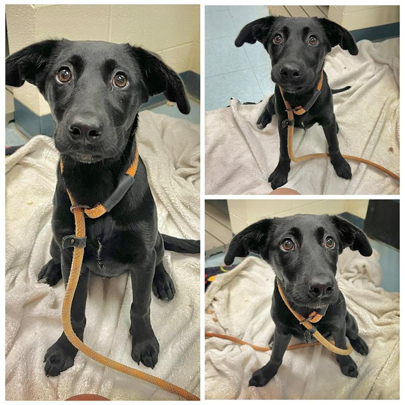 India, ADOPTABLE, Young Female Black Labrador Retriever.