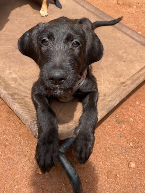 Moe, an adoptable Goldendoodle, Boxer in Newnan, GA, 30263 | Photo Image 2