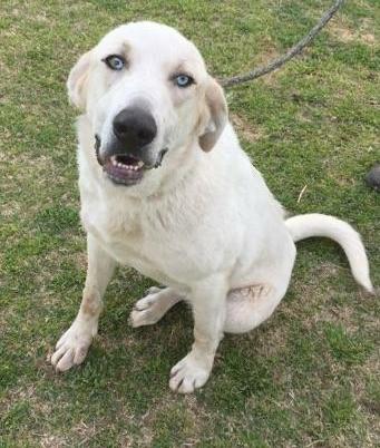 Kahlua photo 2