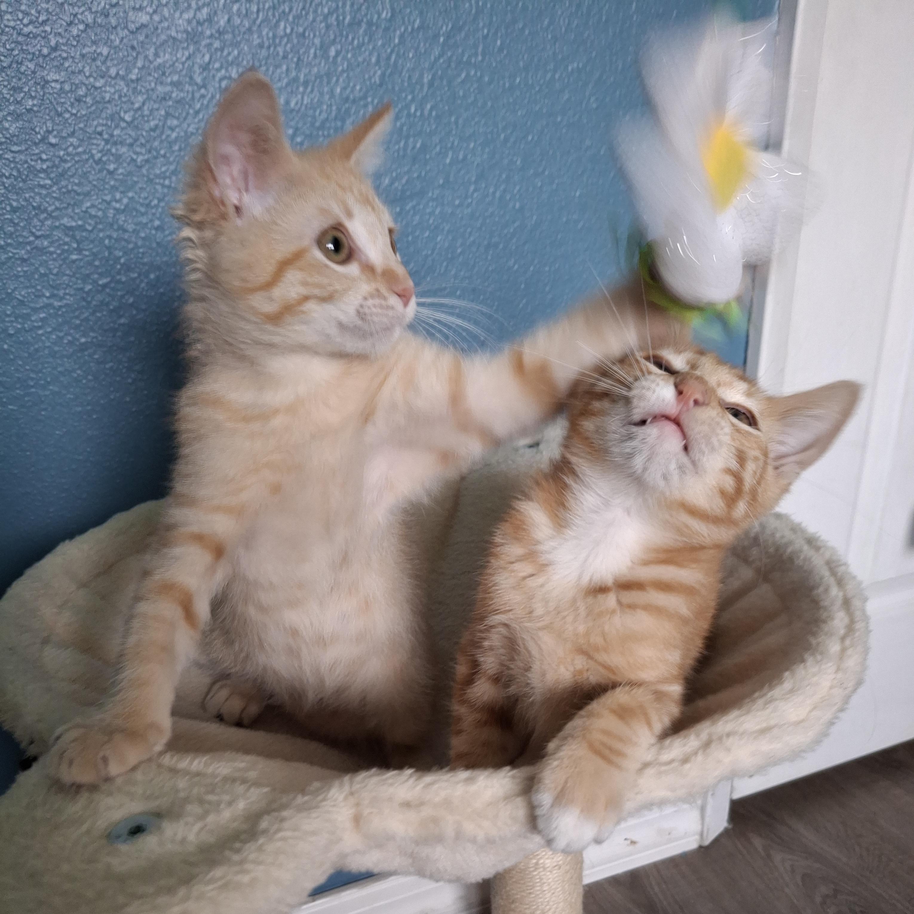 Enlarge :::Cheeto & Frito:::, an adopted mixed breed in Yorba Linda, CA image 5/6