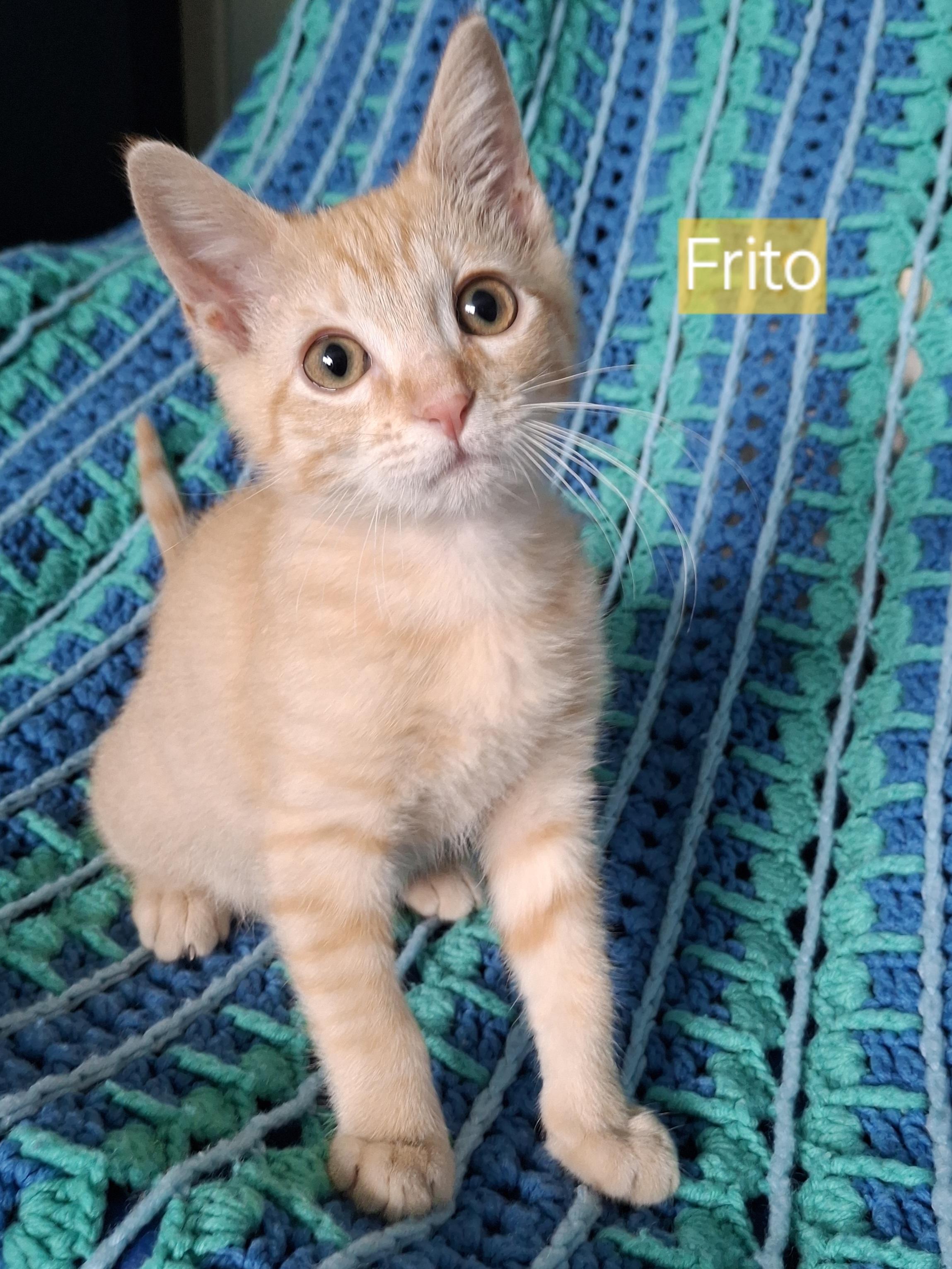 Enlarge :::Cheeto & Frito:::, an adopted mixed breed in Yorba Linda, CA image 2/6