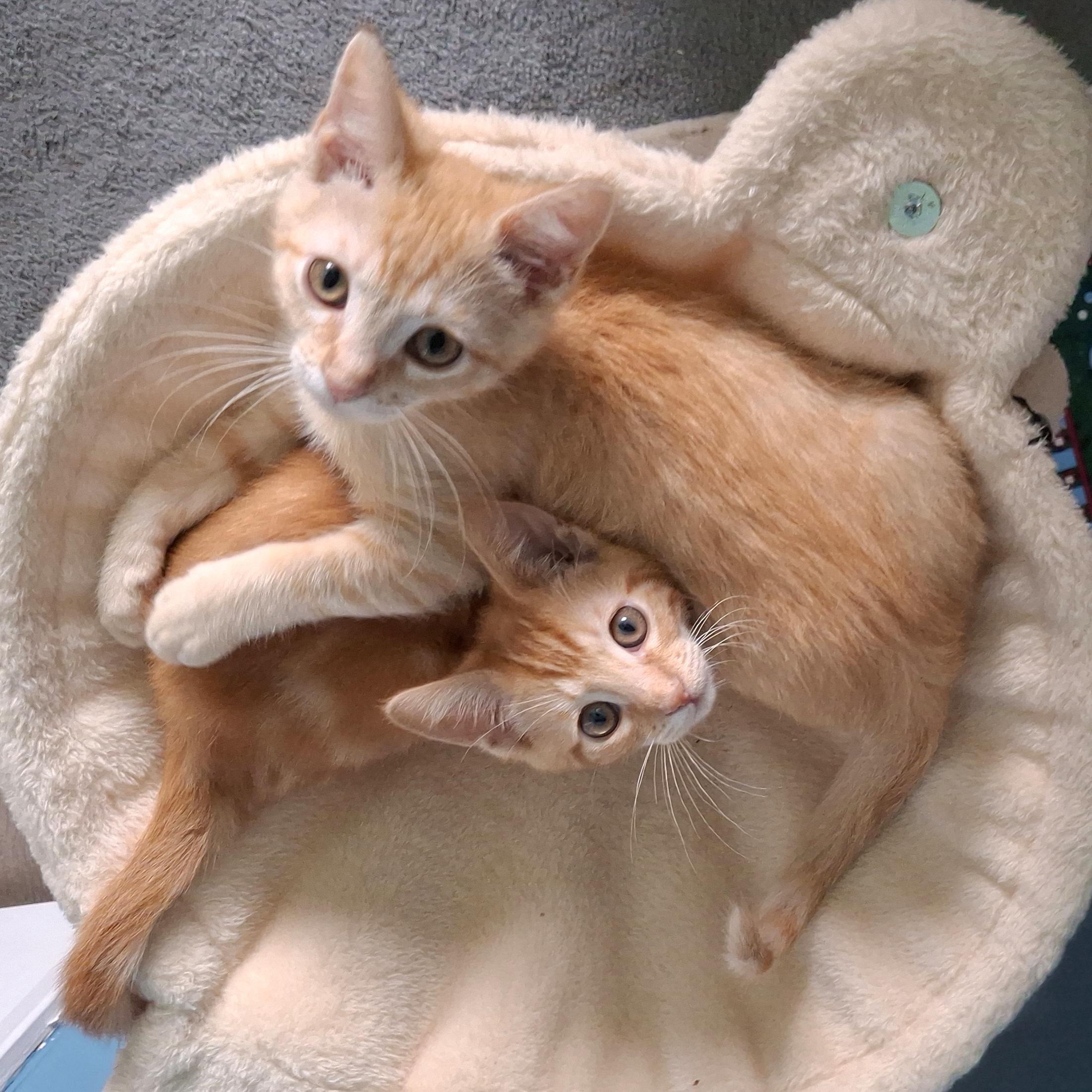 Enlarge :::Cheeto & Frito:::, an adopted mixed breed in Yorba Linda, CA image 1/6