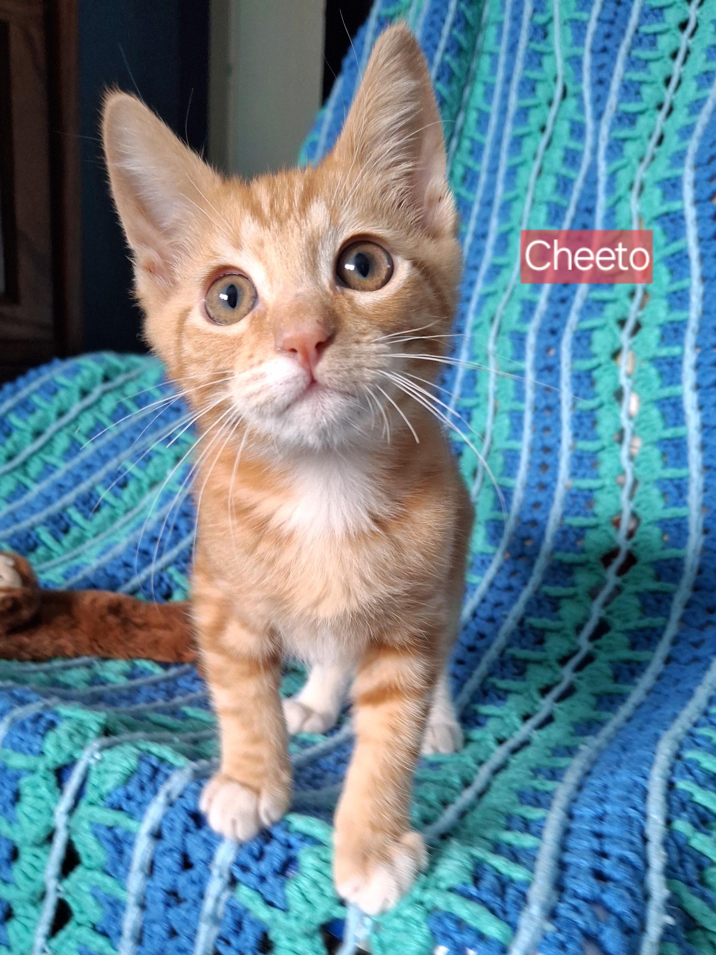 Enlarge :::Cheeto & Frito:::, an adopted mixed breed in Yorba Linda, CA image 3/6