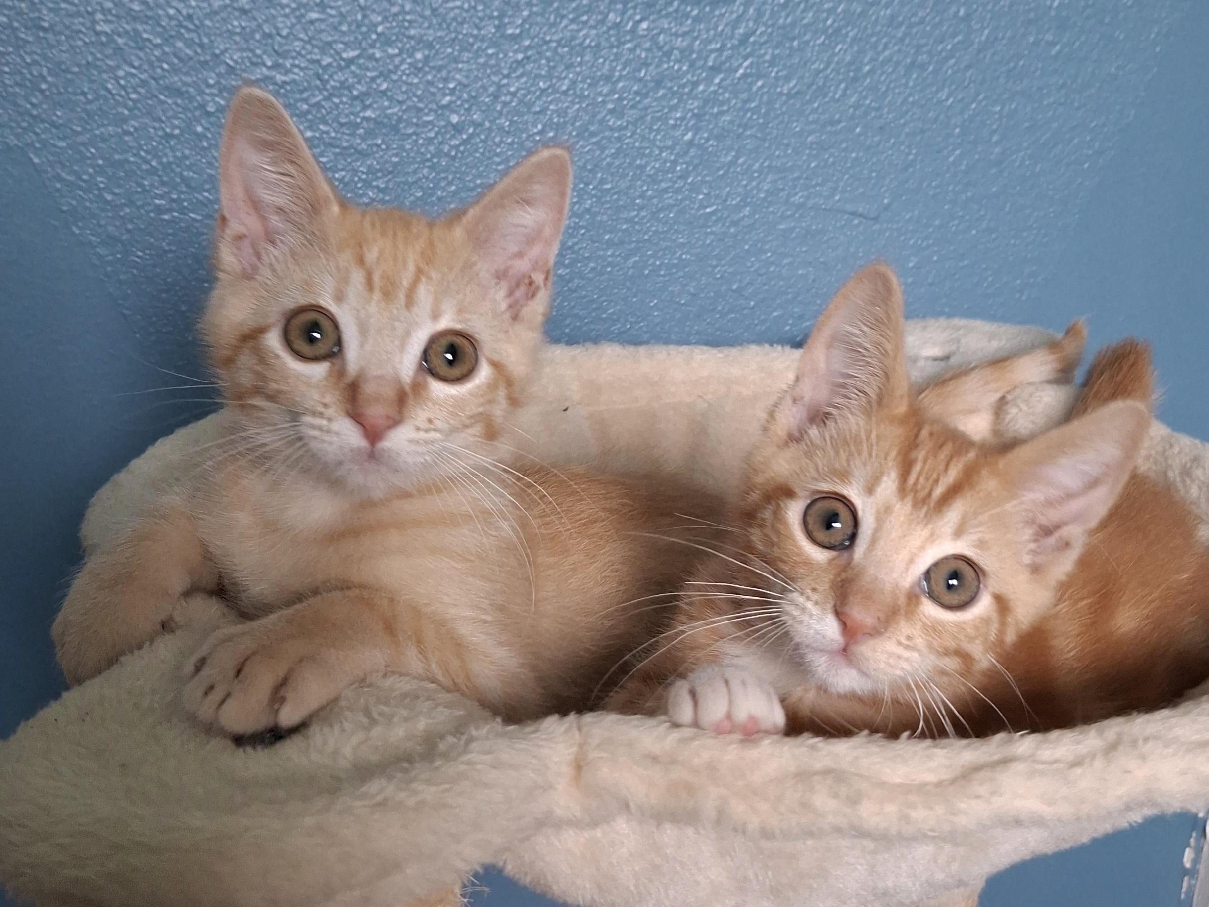 Enlarge :::Cheeto & Frito:::, an adopted mixed breed in Yorba Linda, CA image 4/6