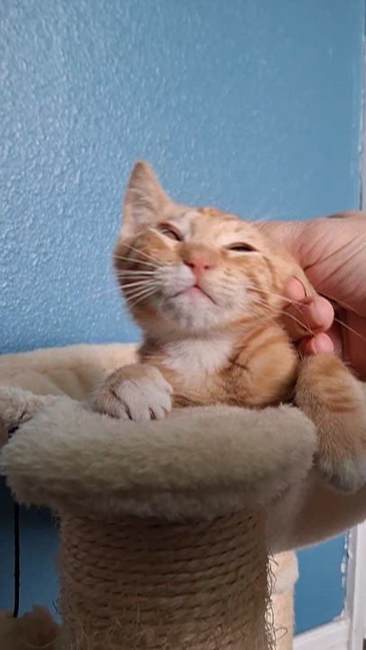 Enlarge :::Cheeto & Frito:::, an adopted mixed breed in Yorba Linda, CA video 6/6