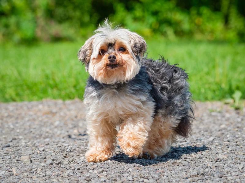 Enlarge Cozie, a Adoptable Yorkshire Terrier in Pointe-Fortune, QC image 4/4