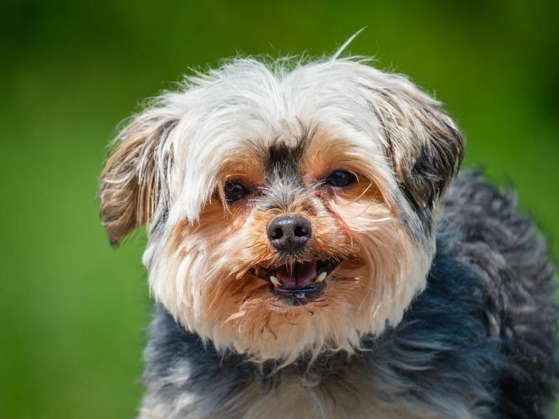 Enlarge Cozie, a Adoptable Yorkshire Terrier in Pointe-Fortune, QC image 1/4