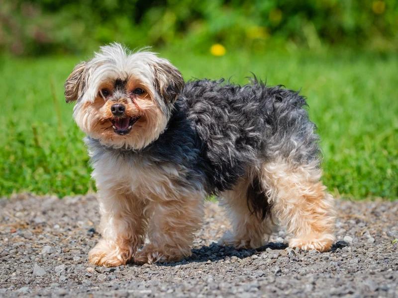 Enlarge Cozie, a Adoptable Yorkshire Terrier in Pointe-Fortune, QC image 2/4