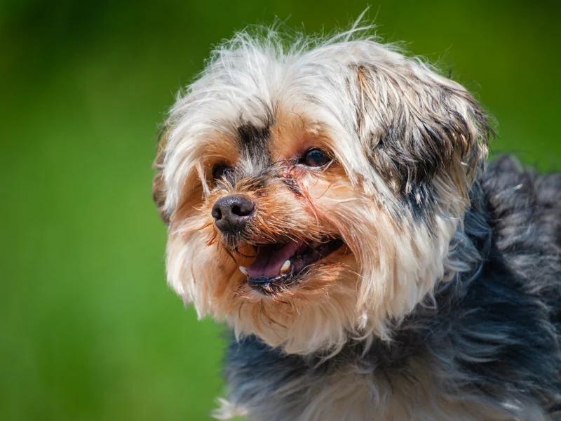 Enlarge Cozie, a Adoptable Yorkshire Terrier in Pointe-Fortune, QC image 3/4