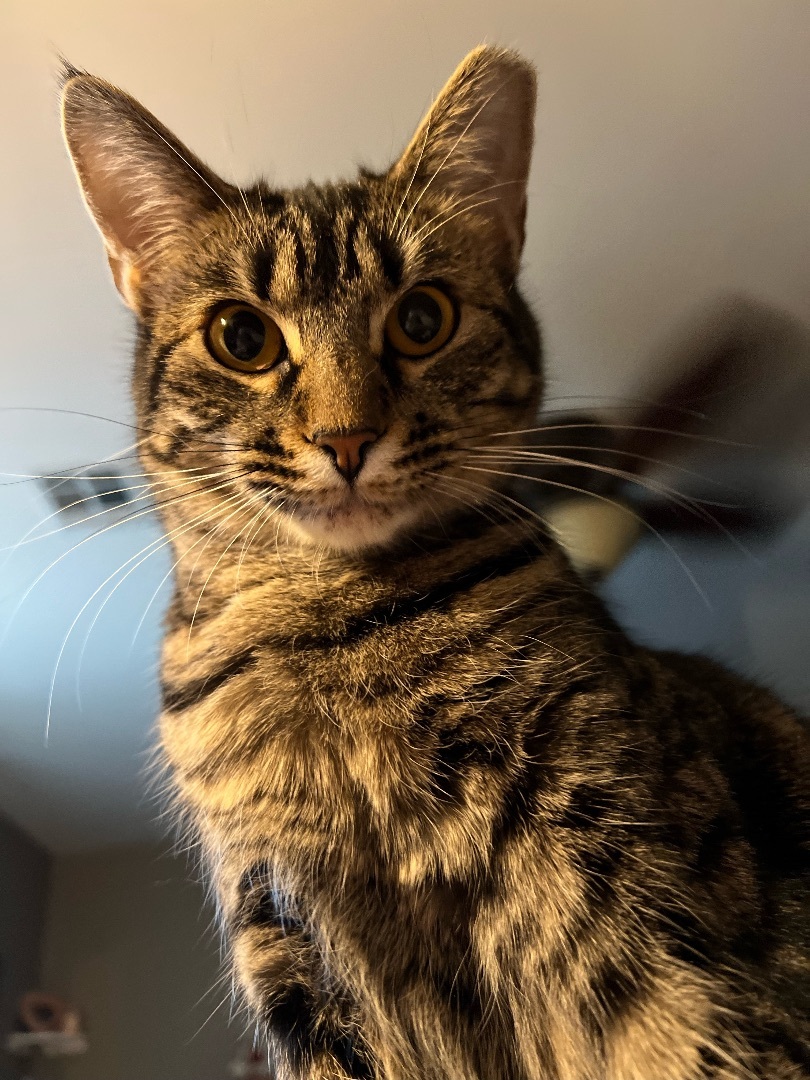 Runt (fostered with Ringo)