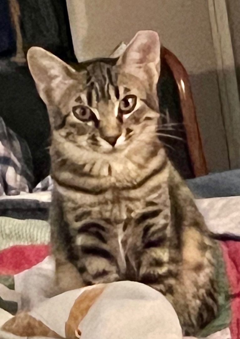 Runt (fostered with Ringo)