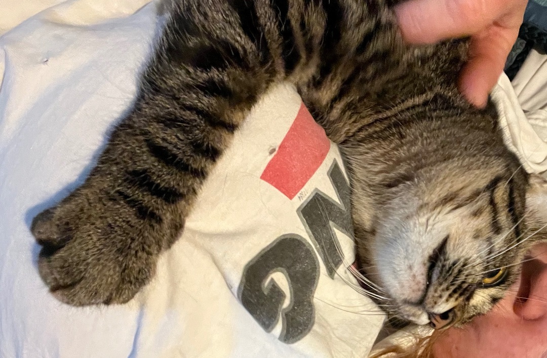 Runt (fostered with Ringo)