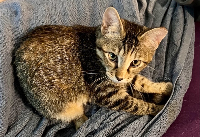 Runt (fostered with Ringo)