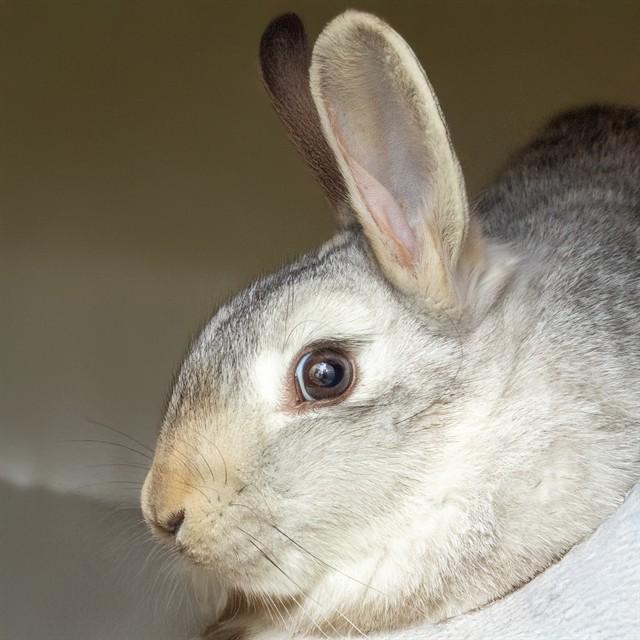 CHOWDER, Adoptable, Young Female Chinchilla.