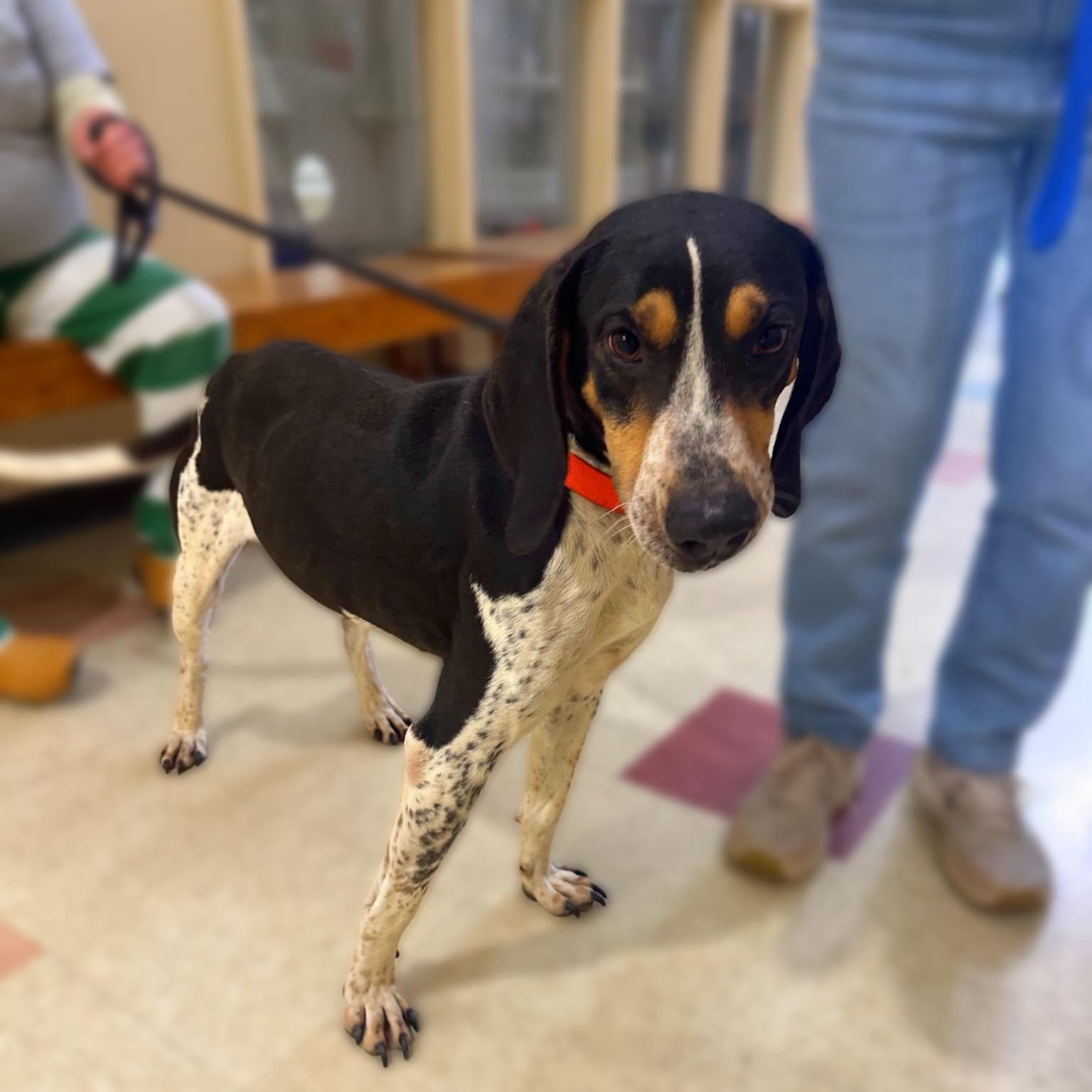 Enlarge Hank, an adopted Treeing Walker Coonhound in Jackson, MS image 1/1