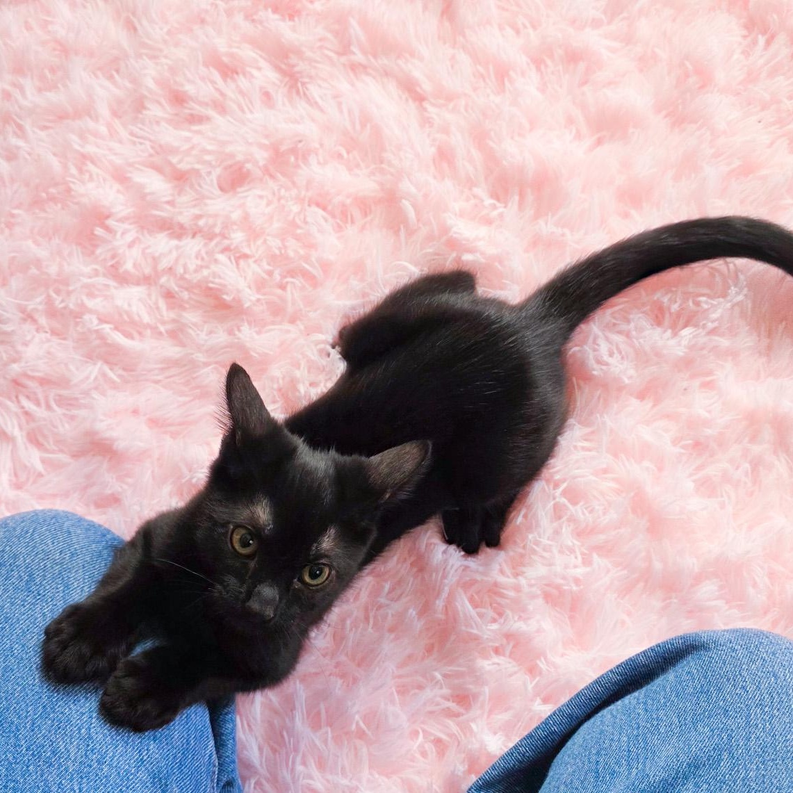 Disco, Adoptable, Young Male Domestic Short Hair.