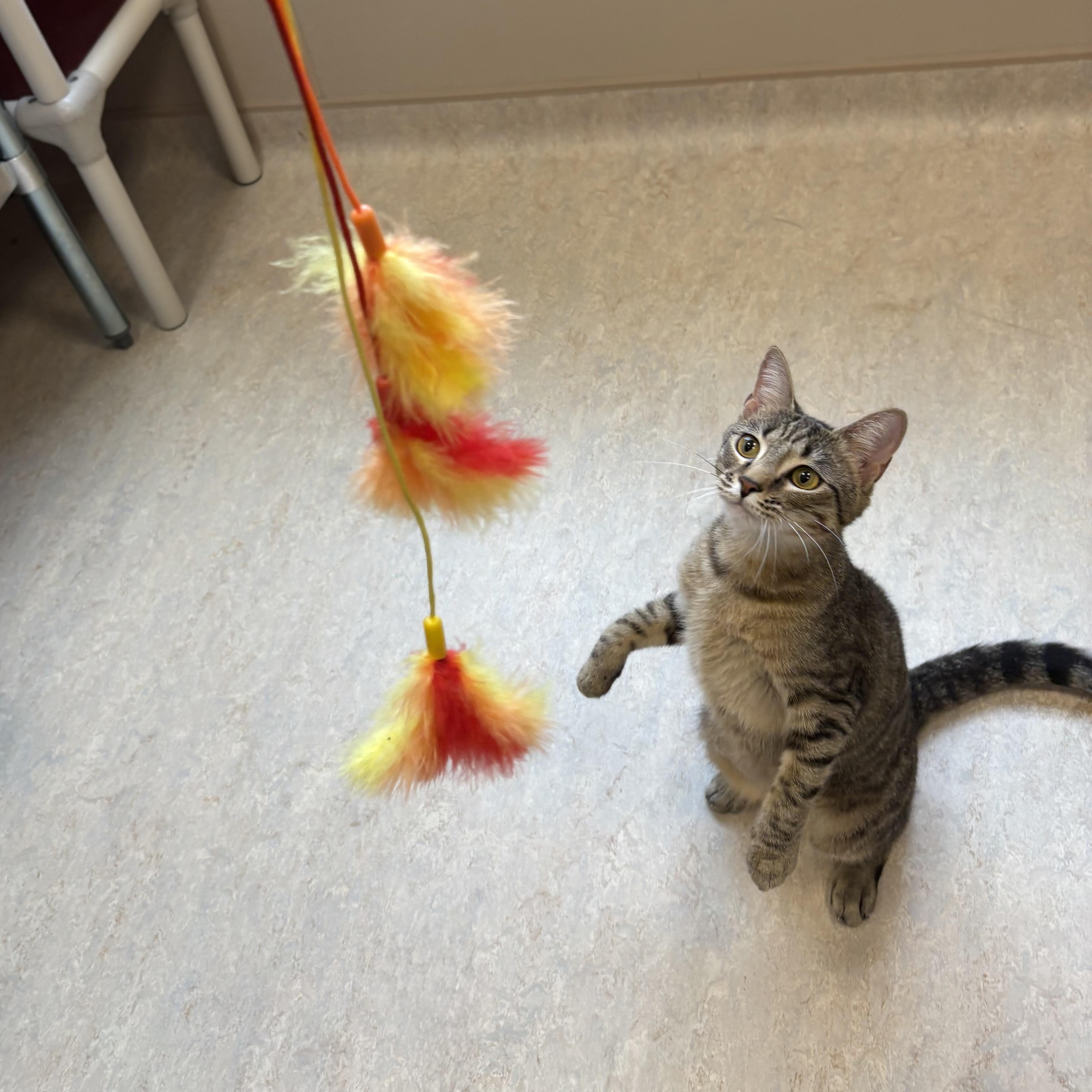 Robin, a Adopted Domestic Short Hair in North Providence, RI image 1/3