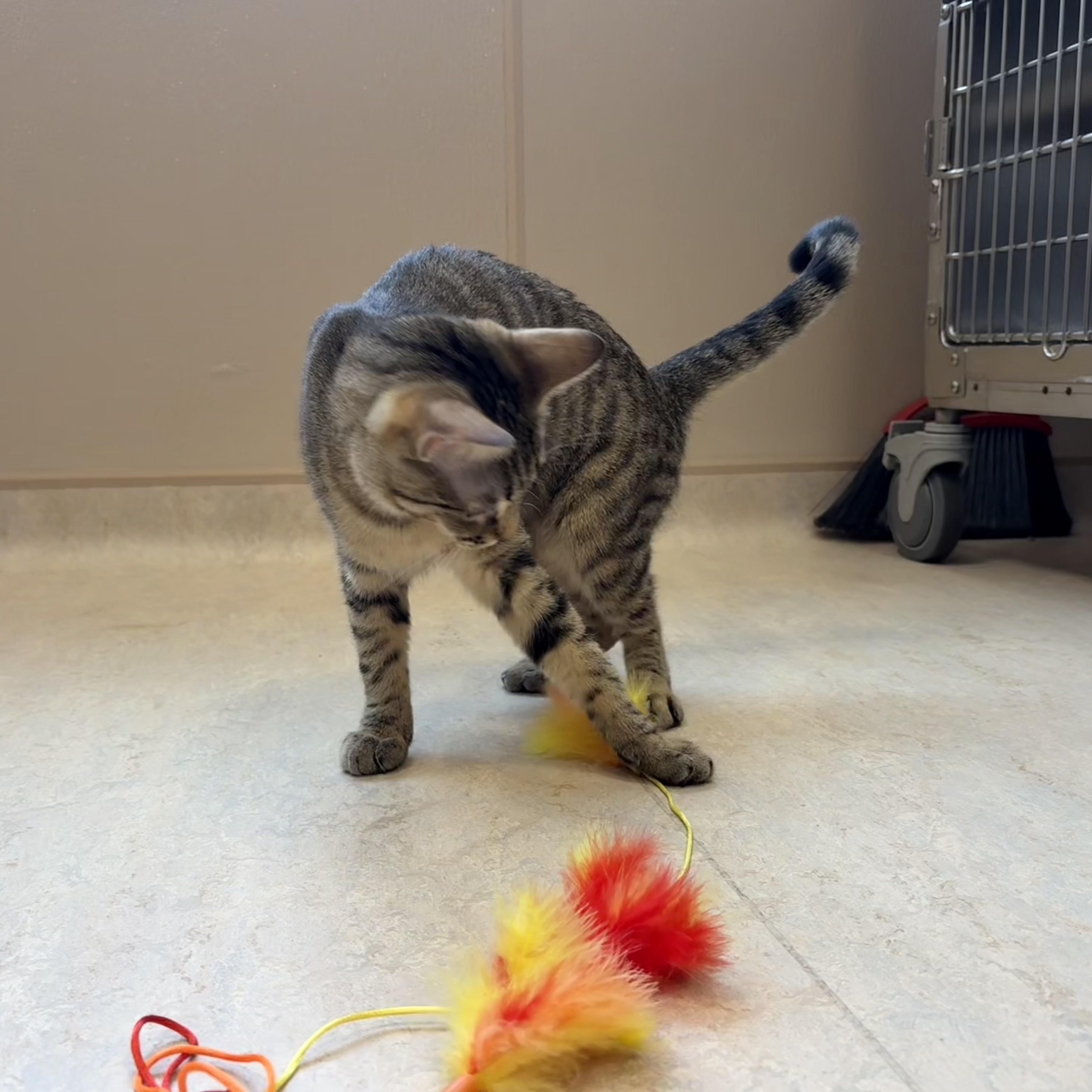 Robin, a Adopted Domestic Short Hair in North Providence, RI image 2/3