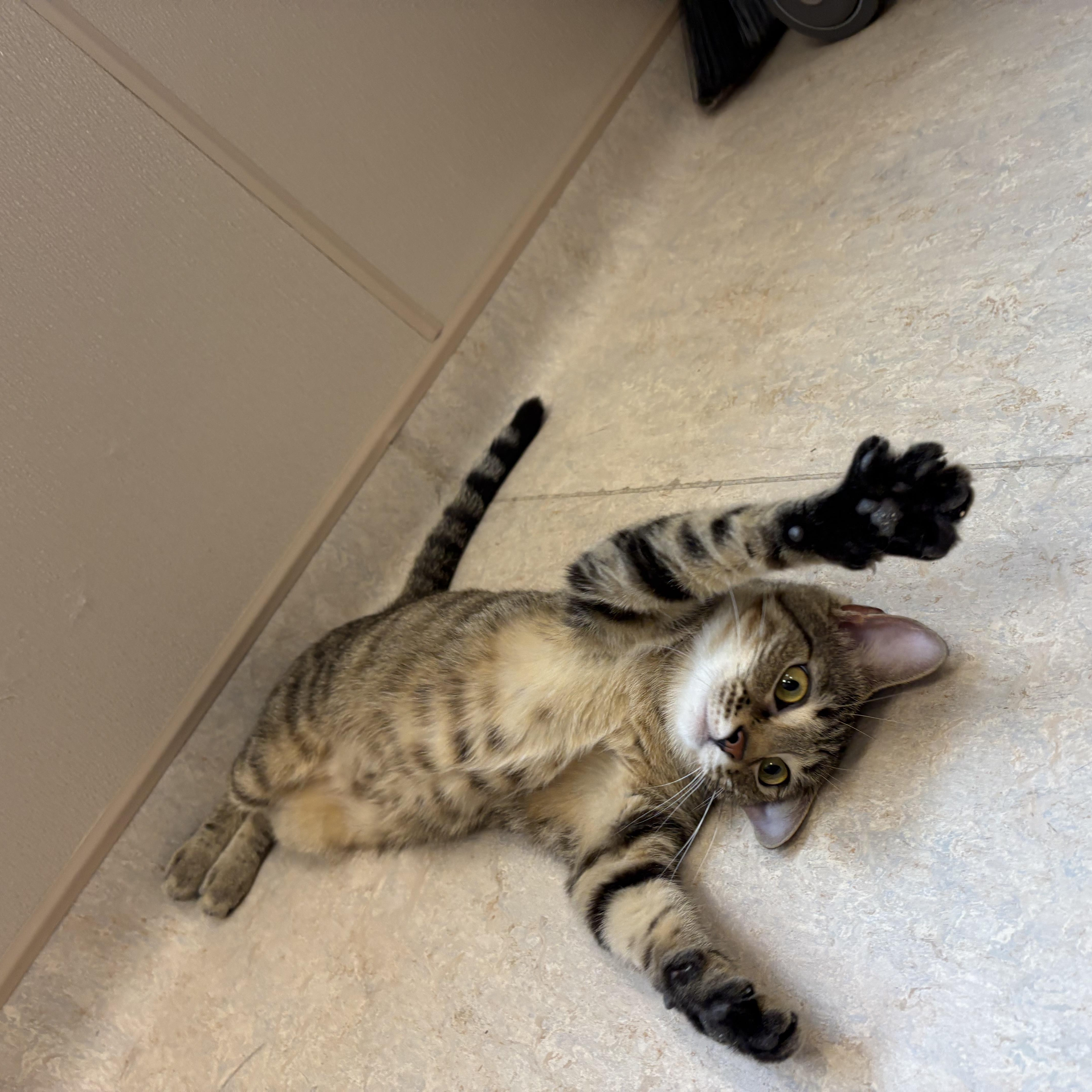 Robin, a Adopted Domestic Short Hair in North Providence, RI image 3/3