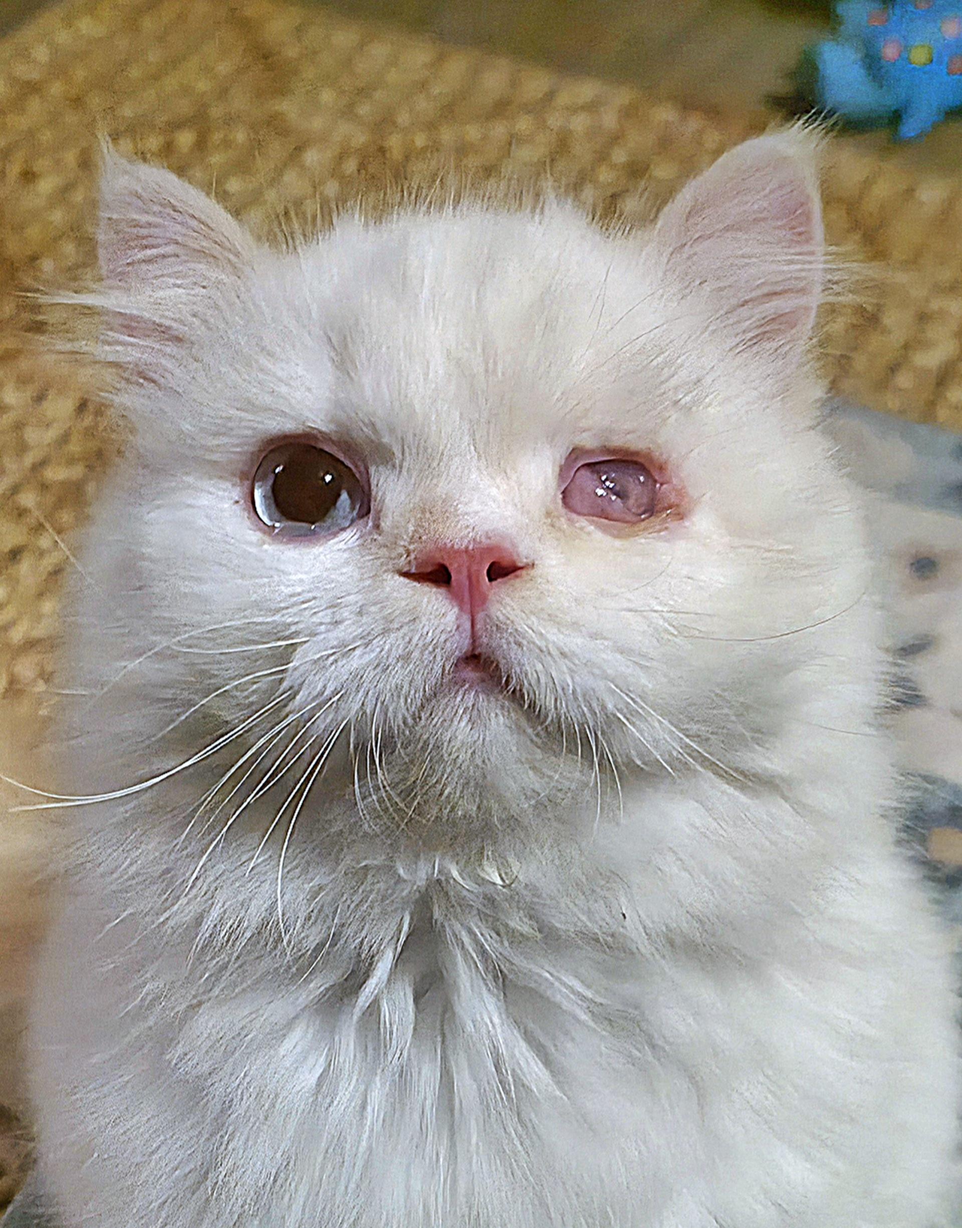 Ronin, ADOPTABLE, Kitten Male Himalayan & Persian.