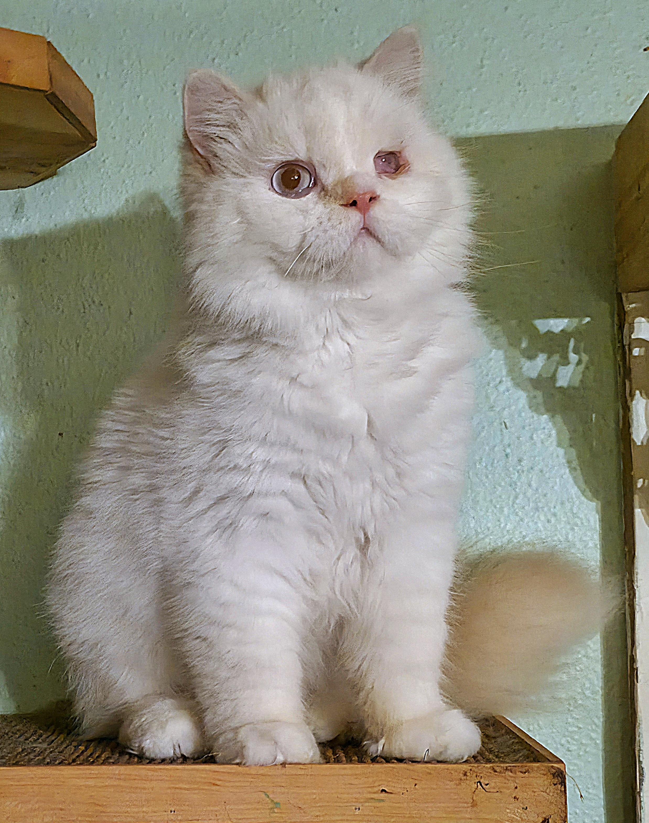 Ronin, a ADOPTABLE mixed breed in Converse, TX image 2/6