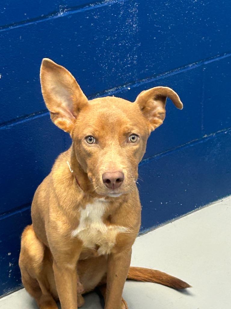 Noni, Adoptable, Puppy Male Retriever & Labrador Retriever.