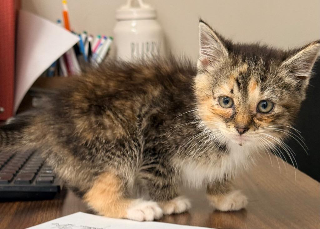 Mileena, Adoptable, Kitten Female Domestic Short Hair.