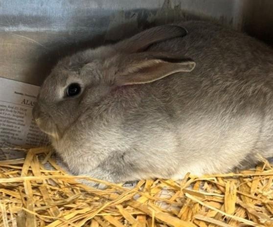 Enlarge MARSHMALLOW, a Adoptable Bunny Rabbit in Anchorage, AK image 1/1
