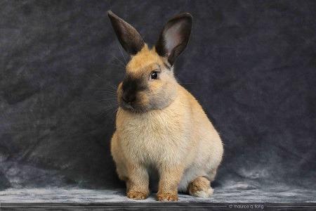 Kate Moss, Adoptable, Young Female Bunny Rabbit.