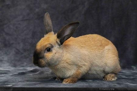 Enlarge Kate Moss, a Adoptable Bunny Rabbit in Scotts Valley, CA image 2/2