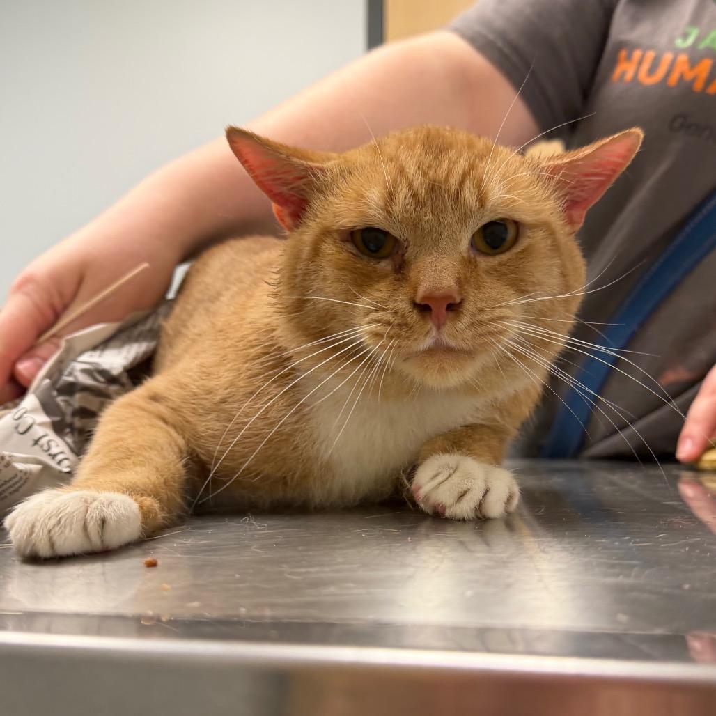Keanu, Adoptable, Adult Male Domestic Short Hair.