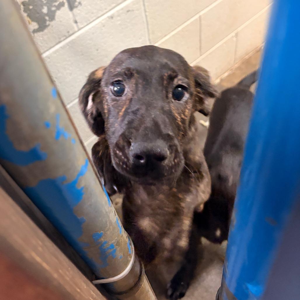 Moe, Adoptable, Puppy Male Hound & Mixed Breed.