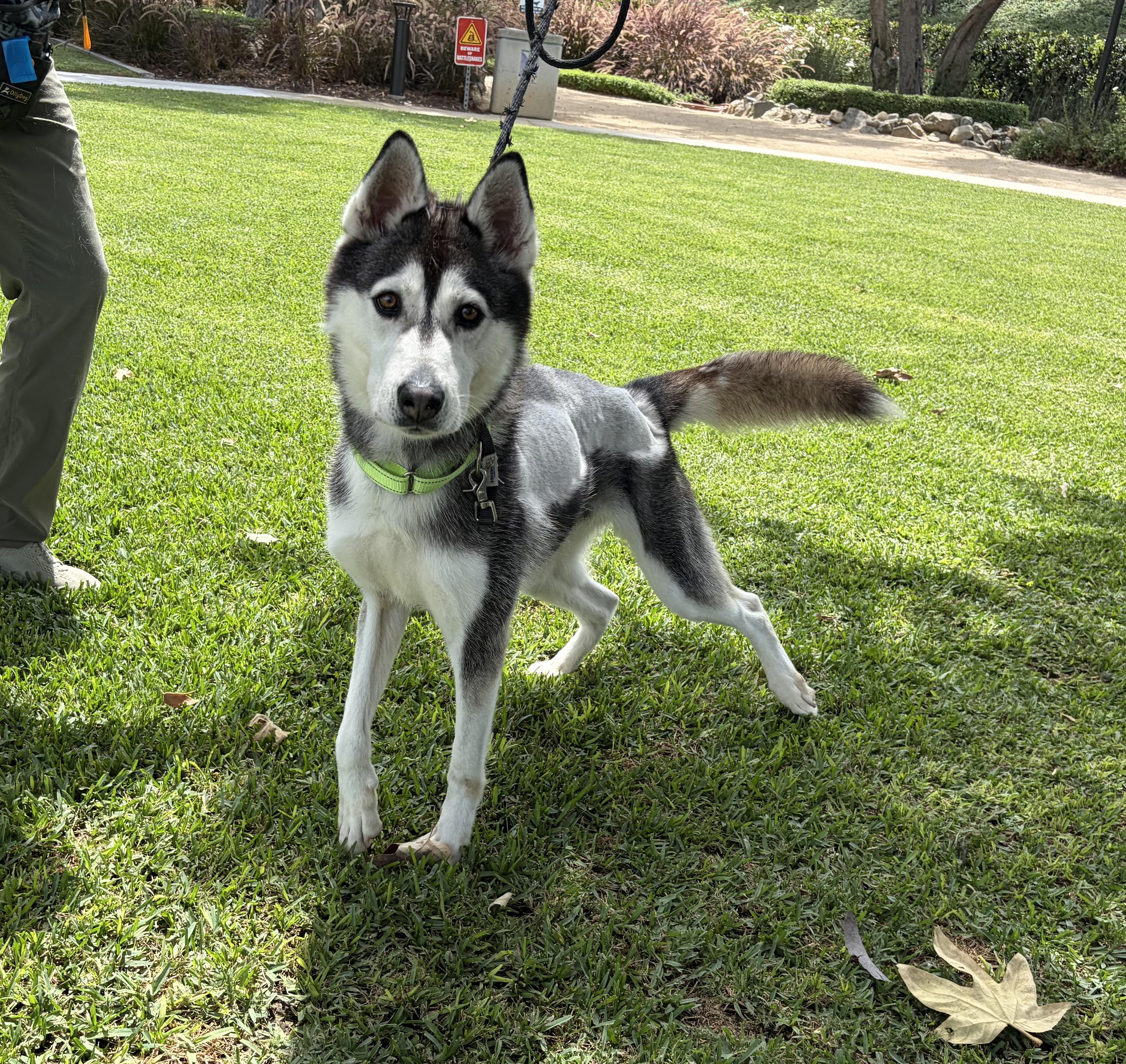 Nala, Adopted, Adult Female Husky.