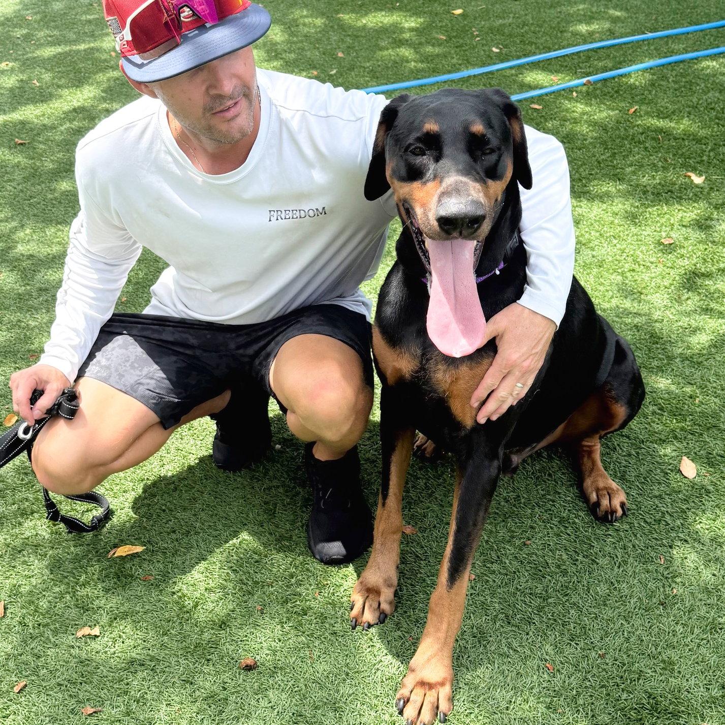 Rocky 3615, Adopted, Adult Male Doberman Pinscher.