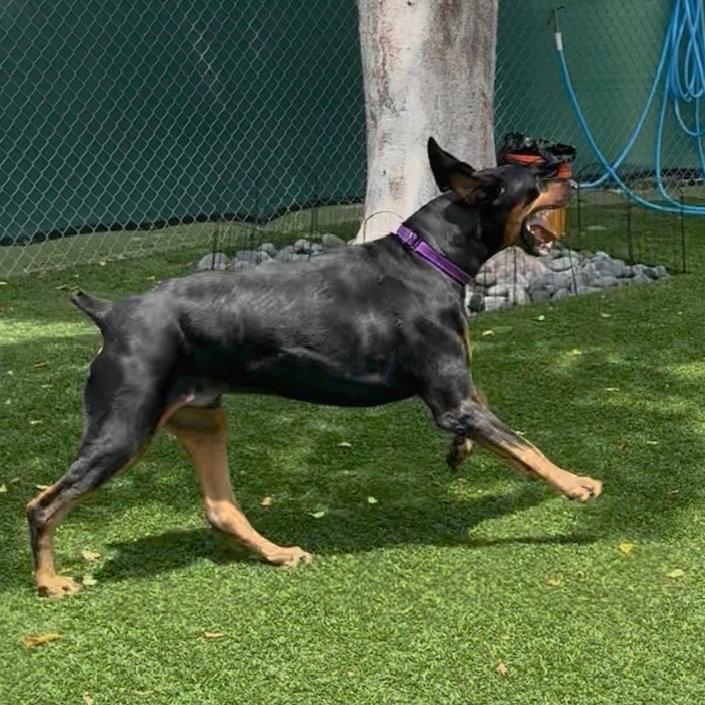 Enlarge Rocky 3615, a Adopted Doberman Pinscher in Oakland Park, FL image 2/3