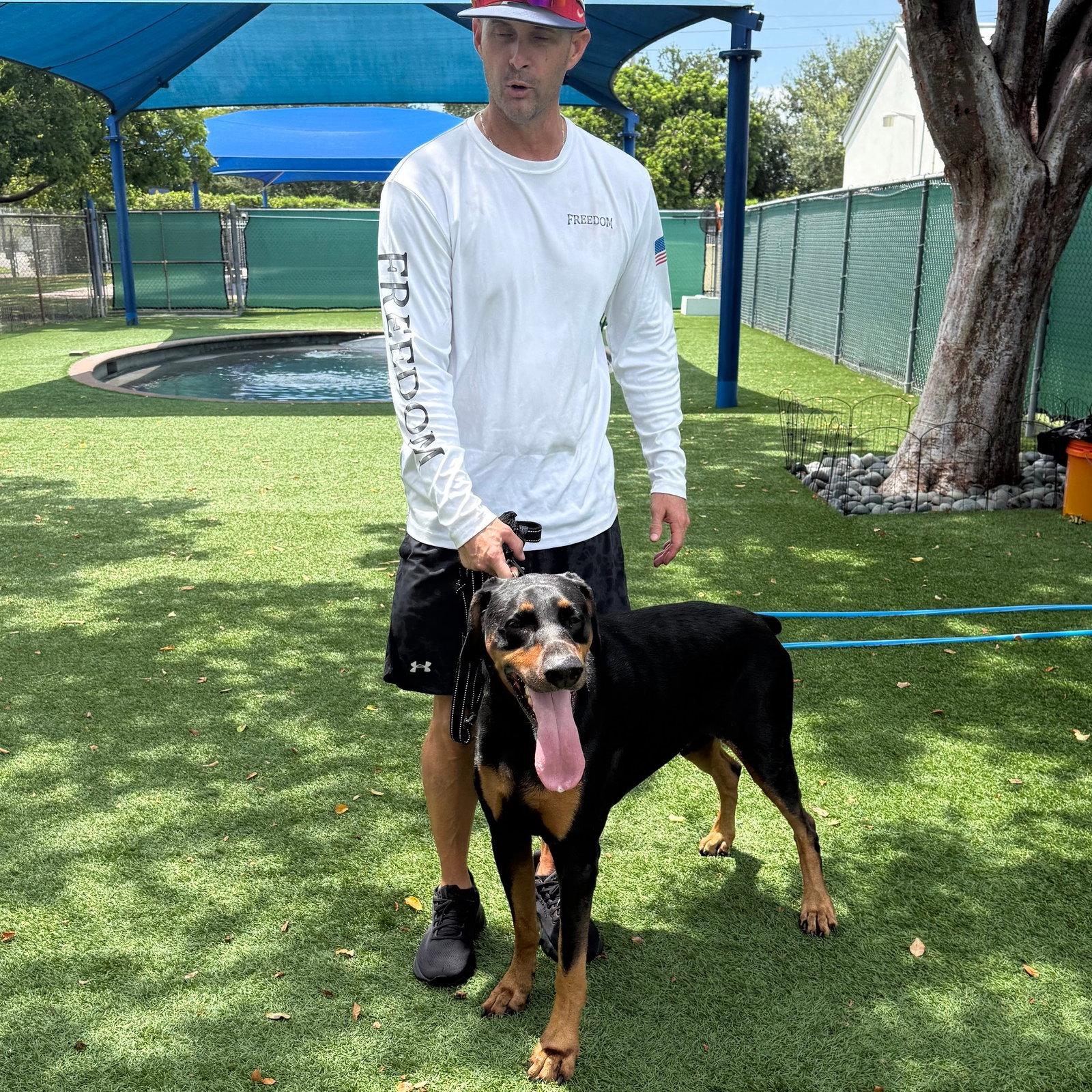 Enlarge Rocky 3615, a Adopted Doberman Pinscher in Oakland Park, FL image 3/3