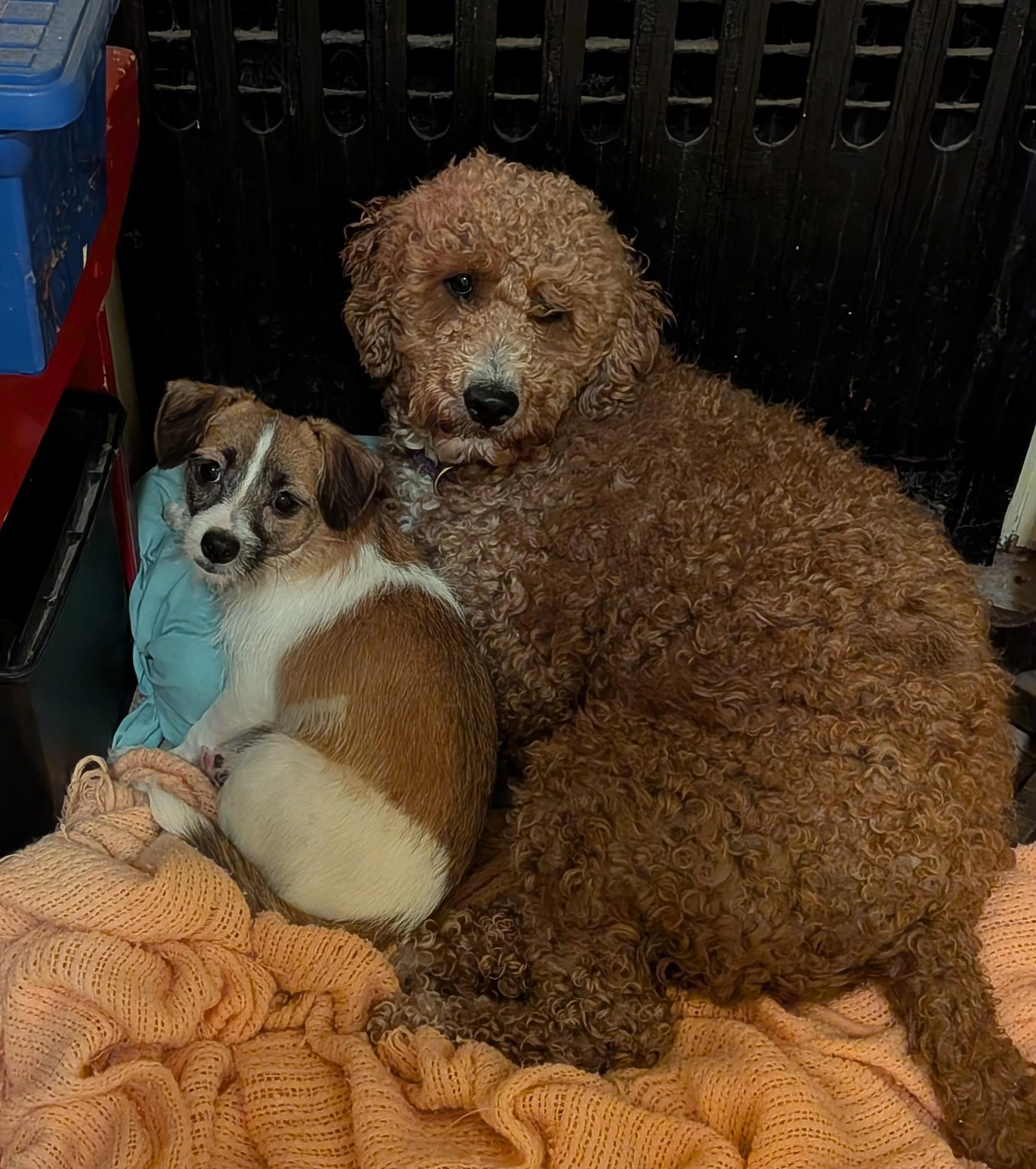 Ava, ADOPTABLE, Adult Female Goldendoodle.