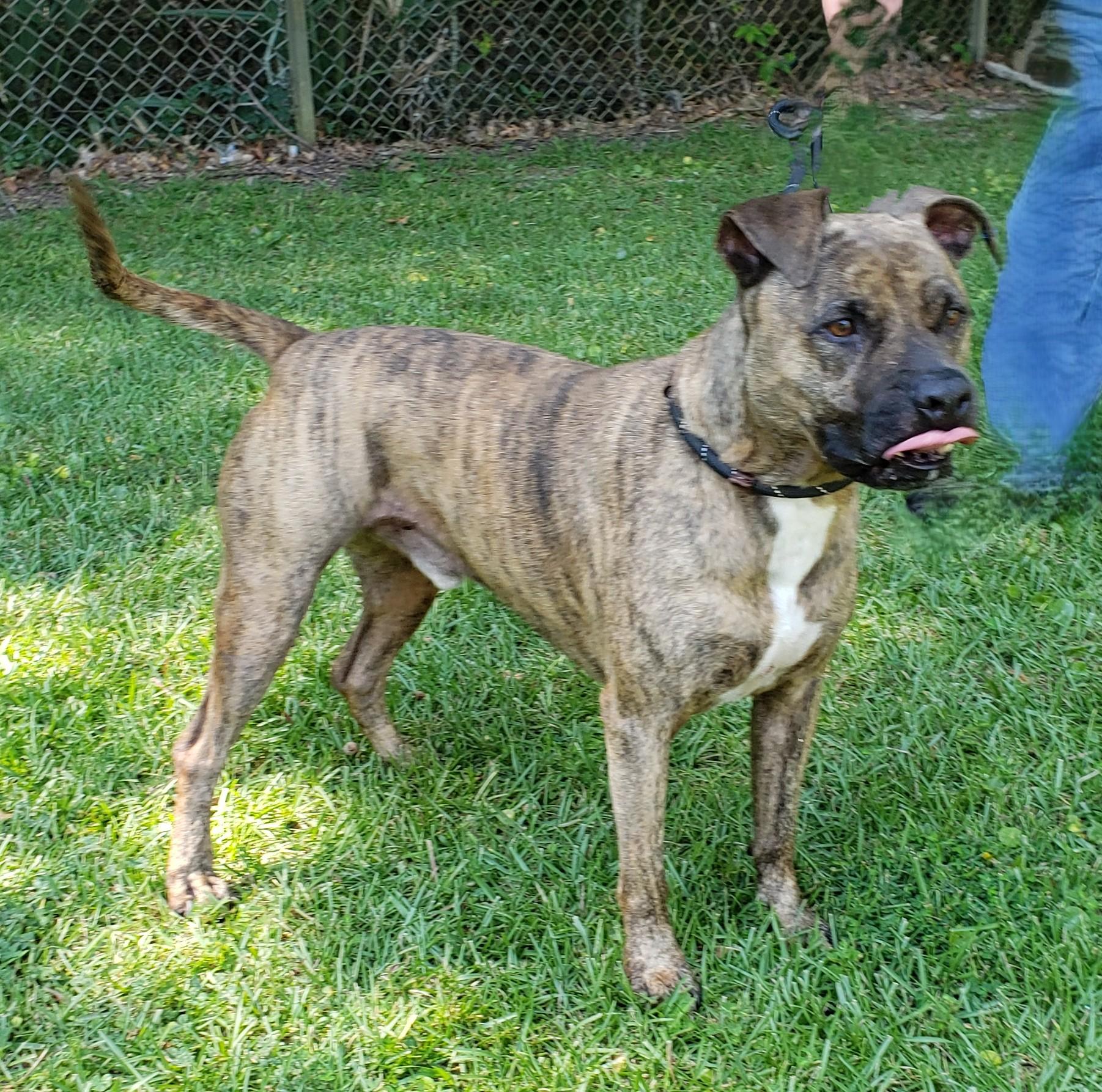 Camo, adoptable, Young Male American Staffordshire Terrier.