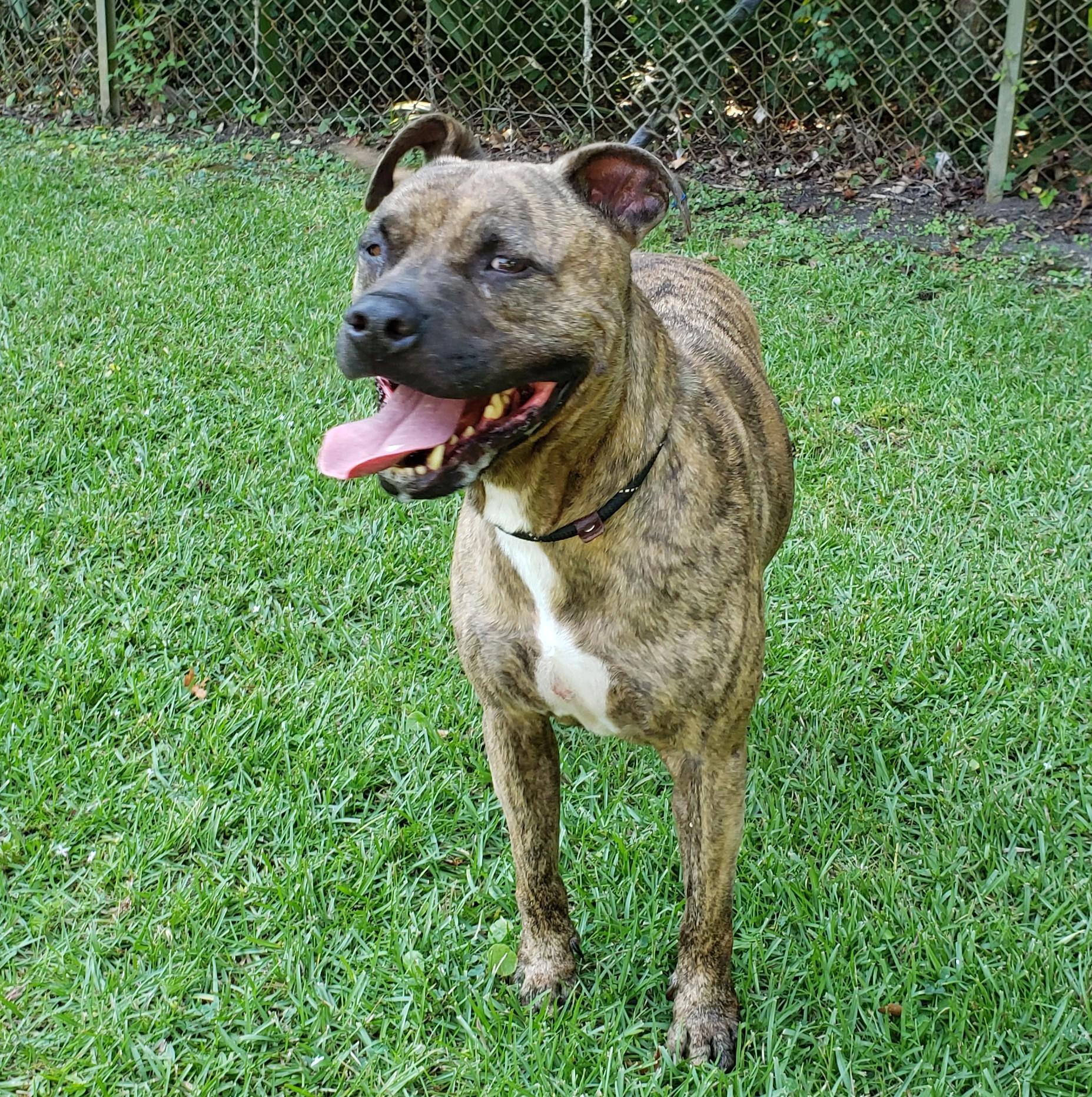 Enlarge Camo, an adoptable mixed breed in Slidell, LA image 2/4