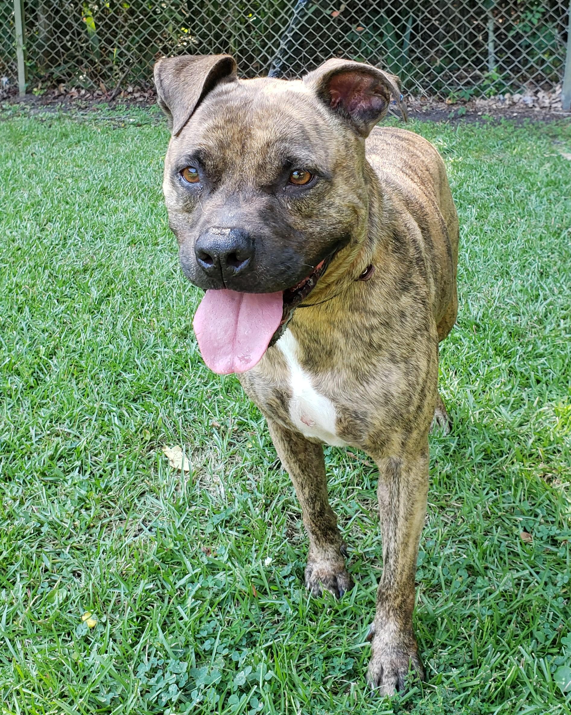 Enlarge Camo, an adoptable mixed breed in Slidell, LA image 4/4