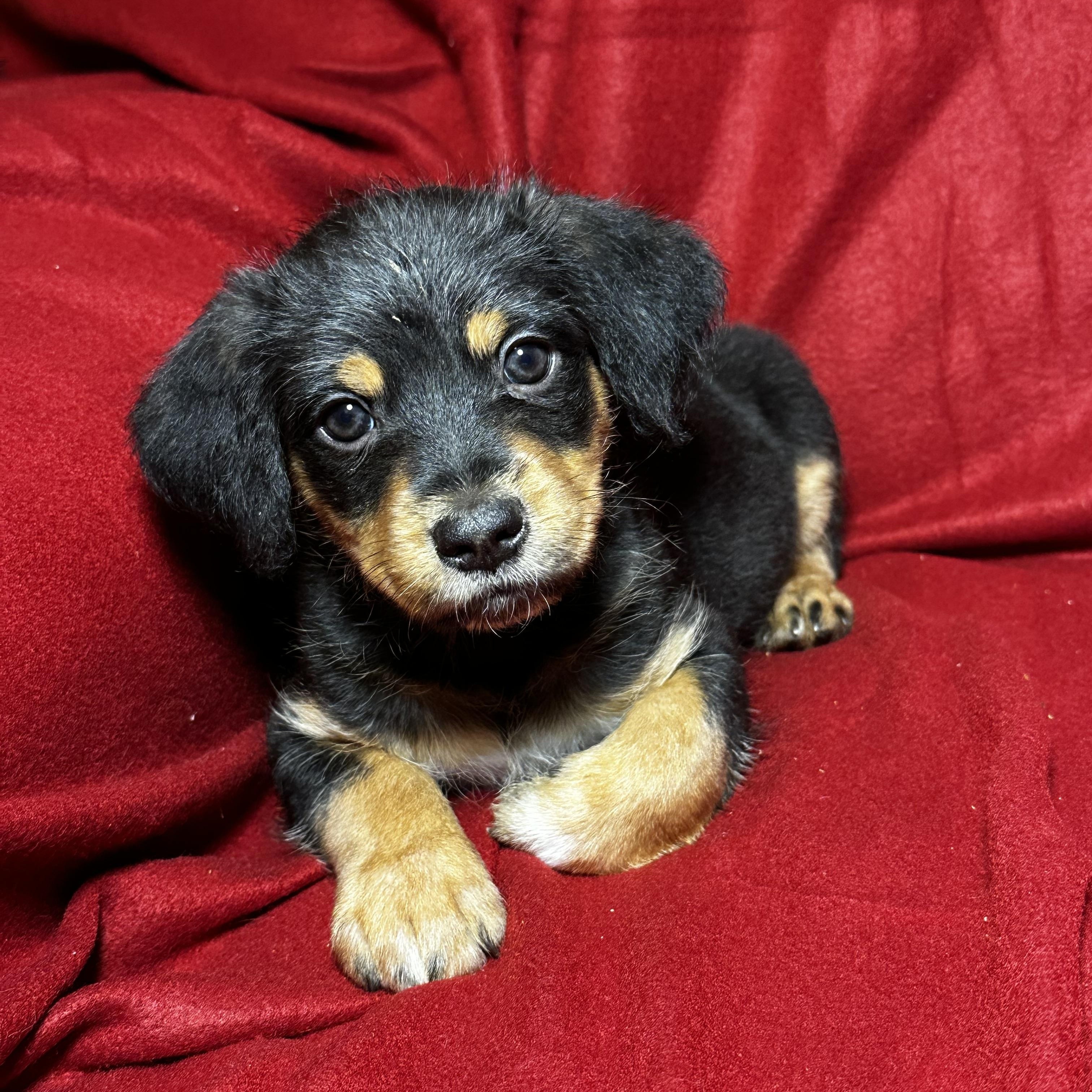 Milo, a Adoptable mixed breed in High Ridge, MO image 2/3