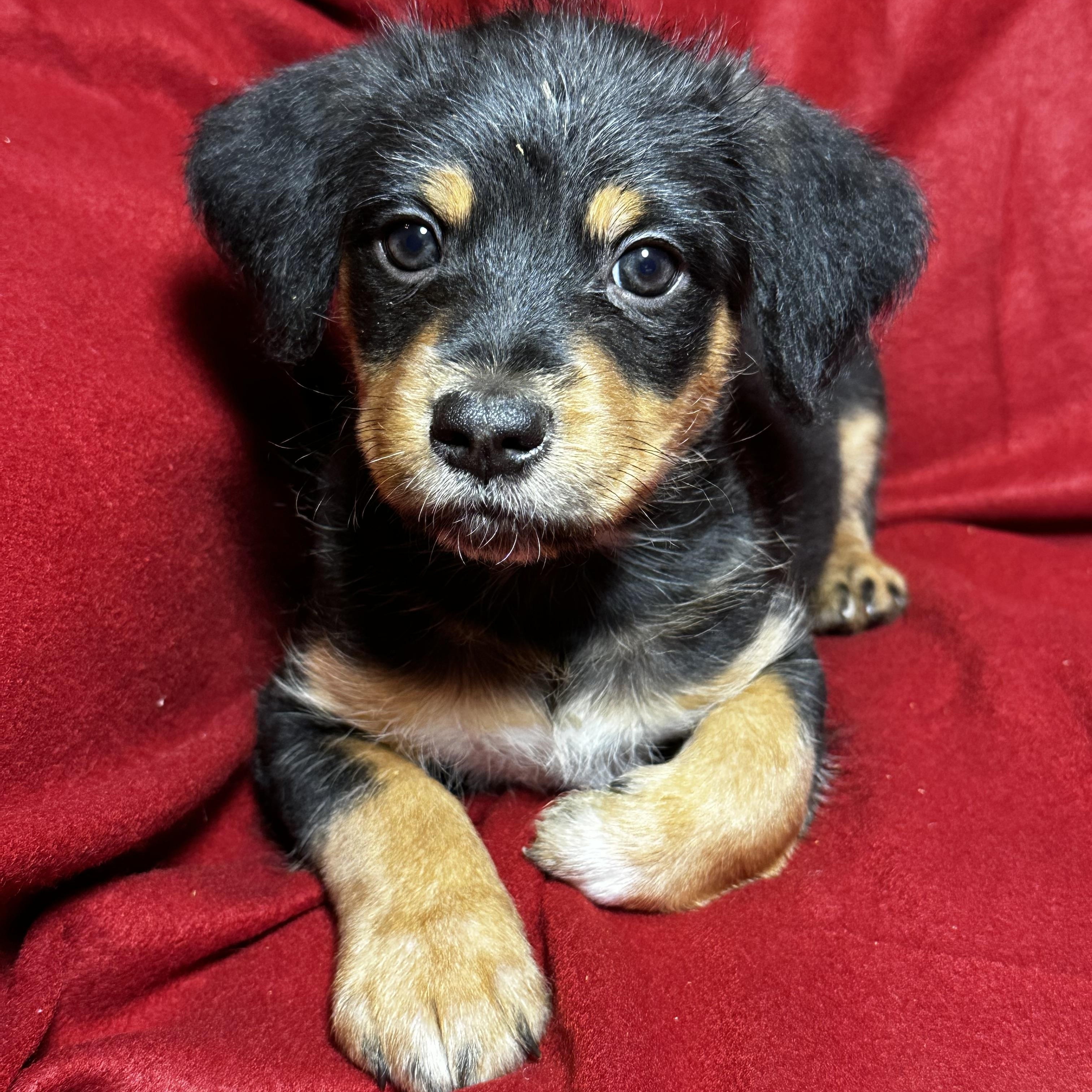 Milo, a Adoptable mixed breed in High Ridge, MO image 3/3